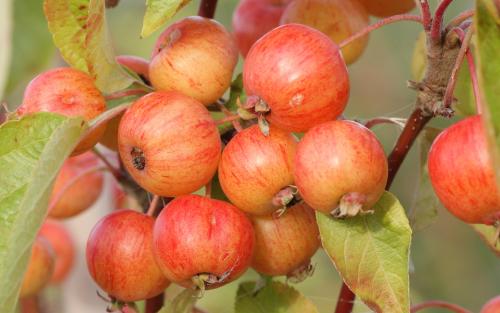 Evereste crab apples