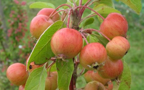 Evereste crab apples