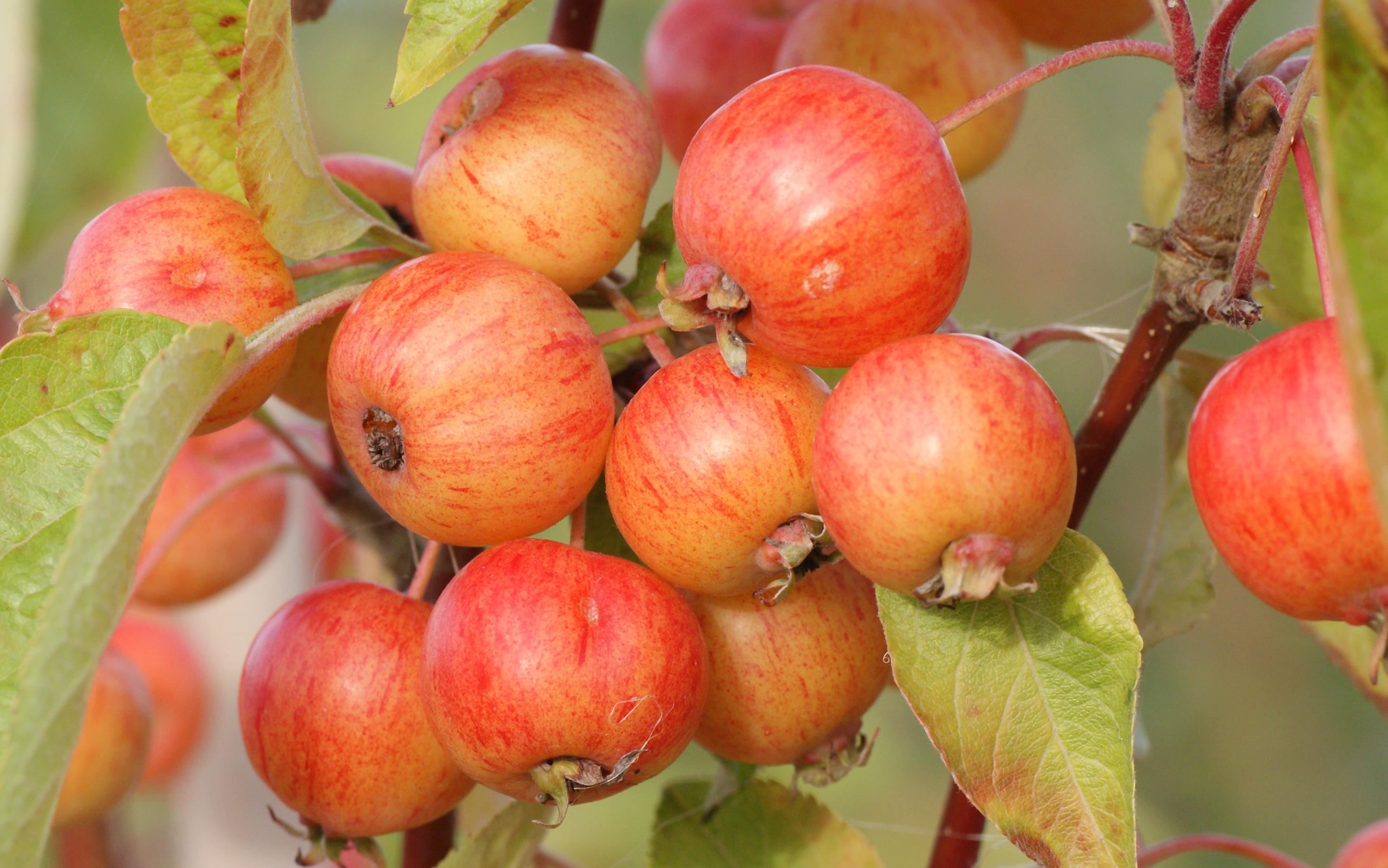 Evereste crab-apple trees