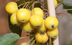 Golden Hornet crab apple trees