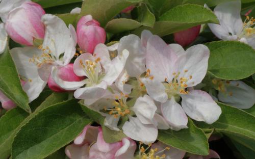 Malus Golden Hornet blossom