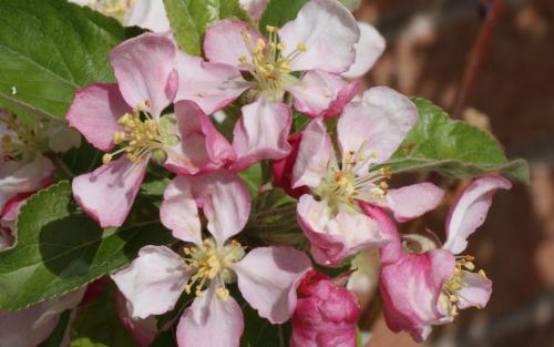 Malus Golden Hornet blossom