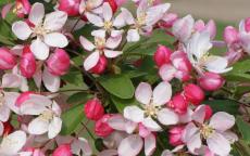 Malus floribunda crab apple trees