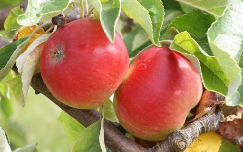 Akane apples