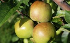 Newtown Pippin apple trees