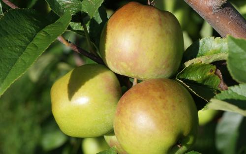 Newtown Pippin apples