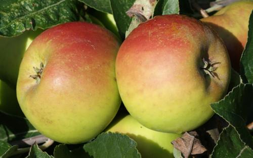 Roxbury Russet apples