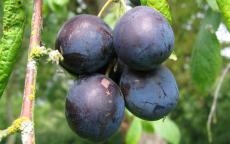 King of the Damsons damson trees