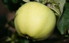 White Transparent apple trees