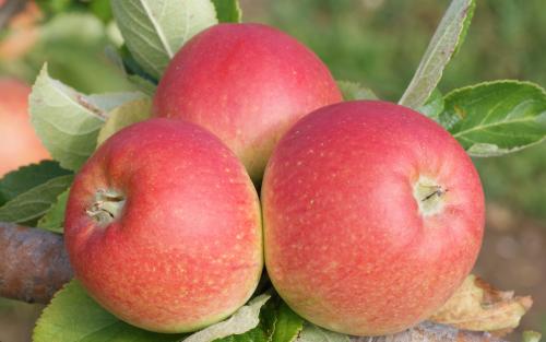 Alkmene apples