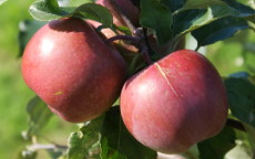 Fuji apple trees