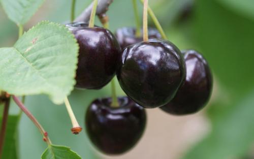 Kordia sweet cherries