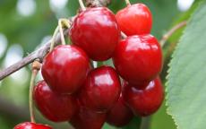 Colney cherry trees