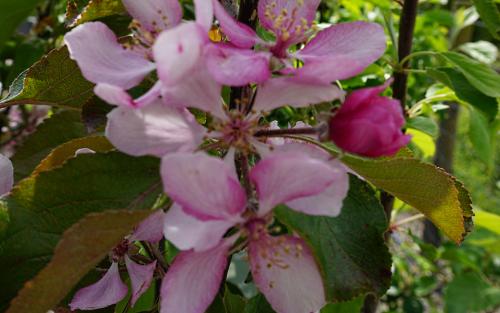 Baya Marisa apple blossom