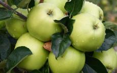 Morgan Sweet cider apple trees