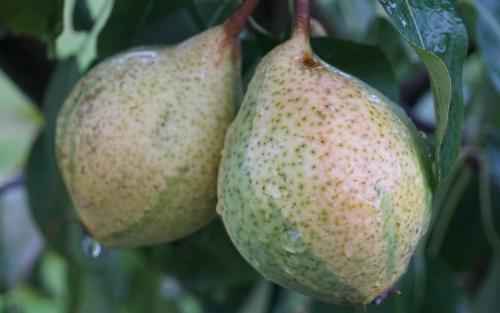 Humbug pears