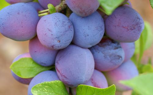 Blue Tit plums