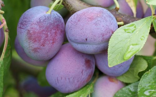 Blue Tit plums