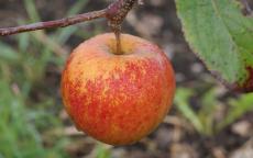 Christmas Pippin apple trees