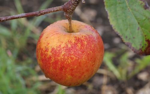 Christmas Pippin apples