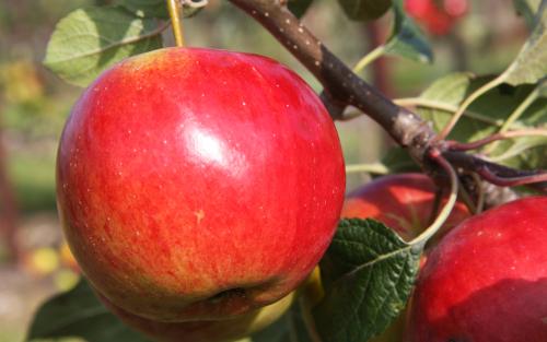 Laxton's Fortune apples