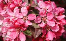 Profusion crab apple trees