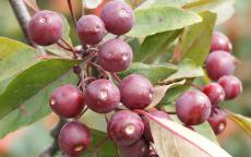 Profusion crab-apple trees