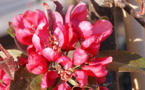 Malus Directeur Moerlands blossom
