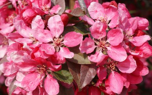 Profusion crab-apple trees