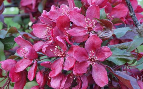 Malus Royalty blossom