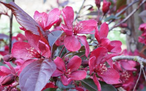 Malus Royalty blossom