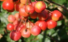 Red Sentinel crab apple trees