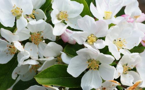 Malus Red Sentinel blossom