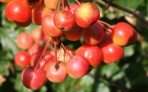 Red Sentinel crab apples