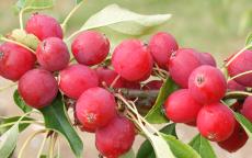 Pink Glow crab-apple trees