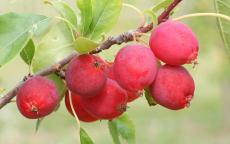 Pink Glow crab apple trees