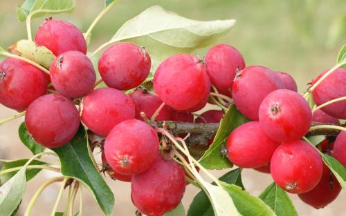 Malus baccata Dolgo crab apples