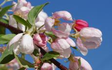 Sun Rival crab-apple trees