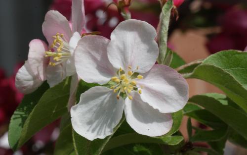 Malus Butterball blossom