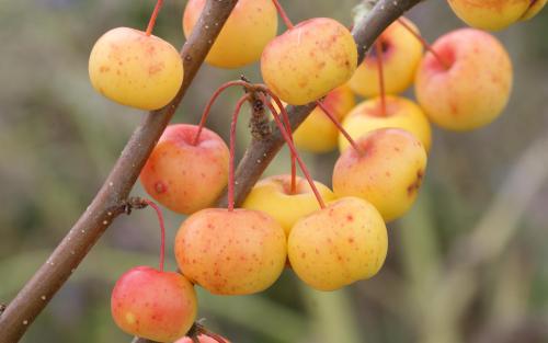 Malus Butterball crab apples