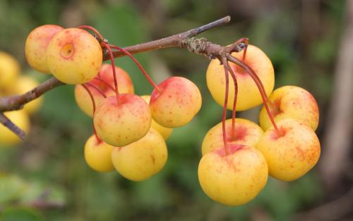 Malus Butterball crab apples