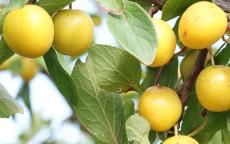 Pollinator Mirabelle de Nancy