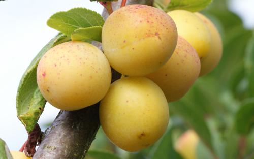 Mirabelle de Nancy mirabelle fruits