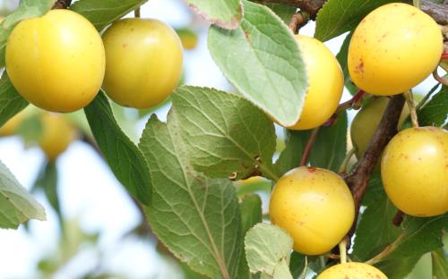 Mirabelle de Nancy mirabelle fruits