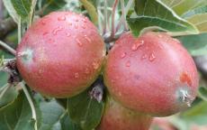 Tremlett's Bitter cider apple trees