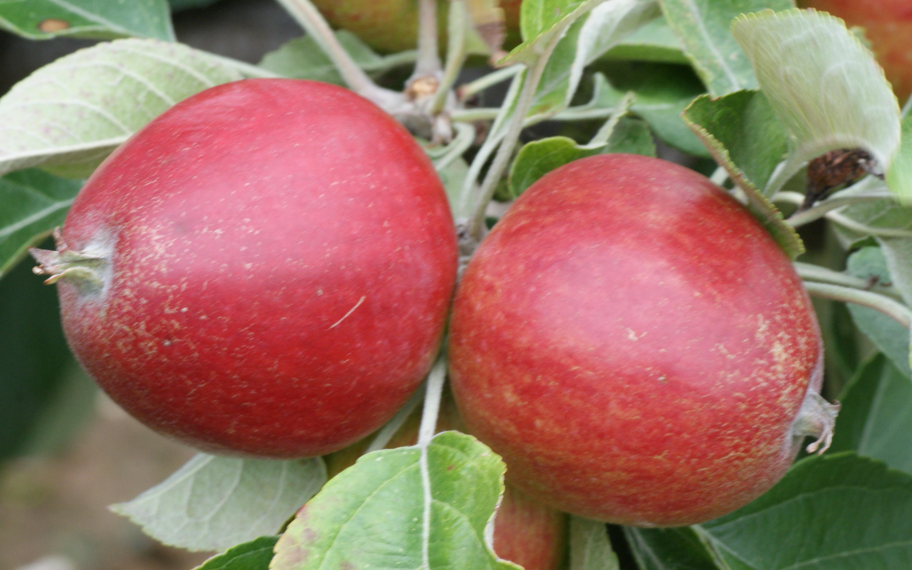 Buy Tremlett's Bitter cider apple trees