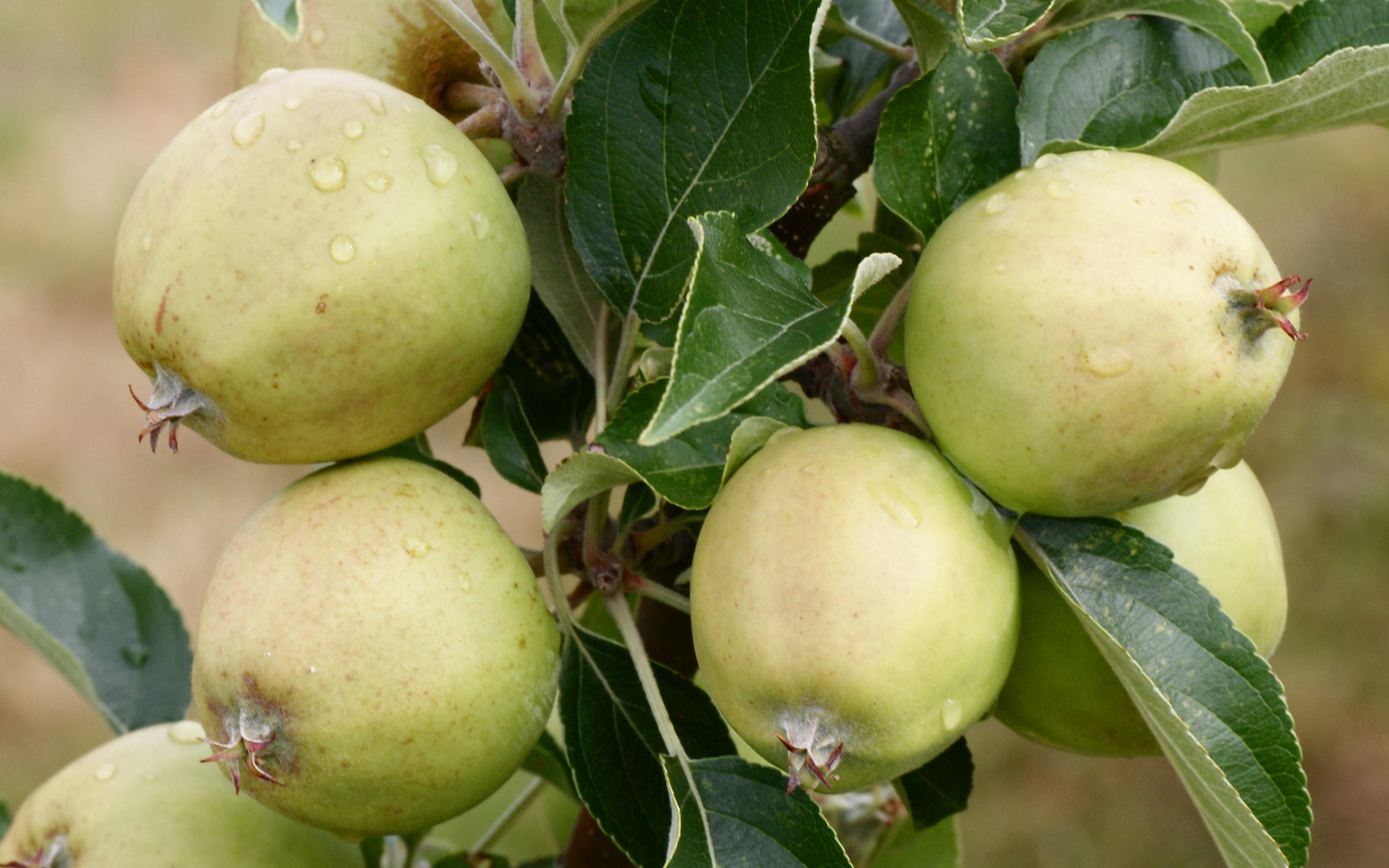 Buy Michelin cider apple trees
