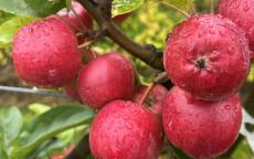 Wickson Crab apple trees