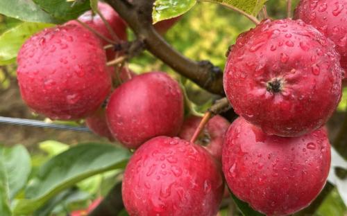 Wickson Crab apples