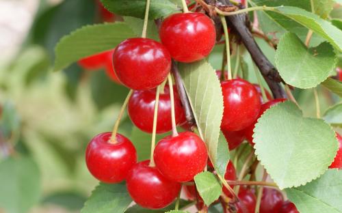 Montmorency sour cherries